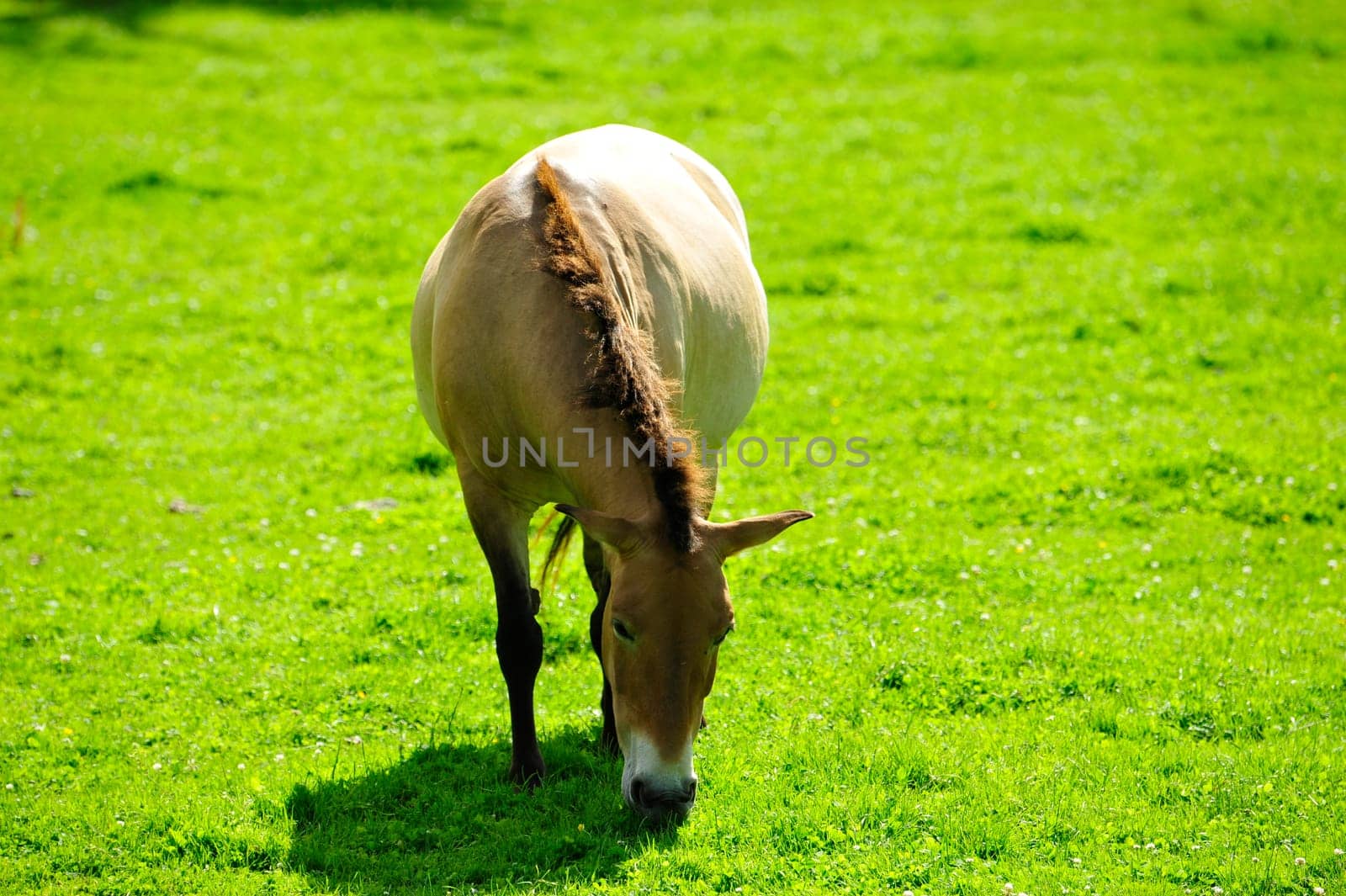 The Przewalski's horse