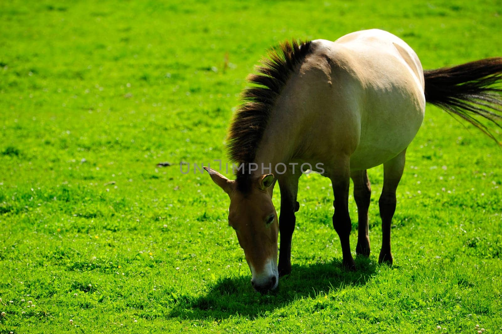 The Przewalski's horse