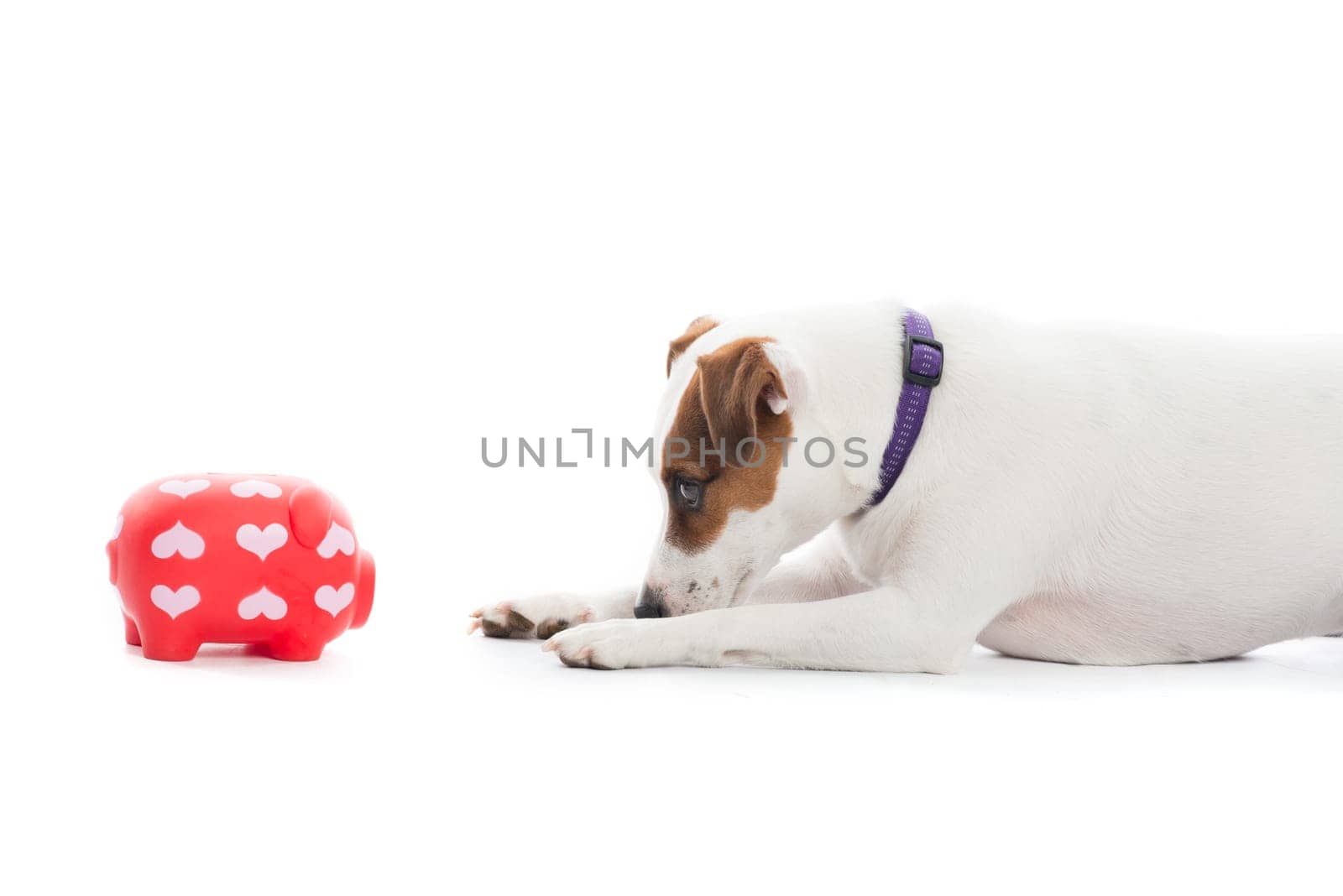 Piggy Bank and Dog