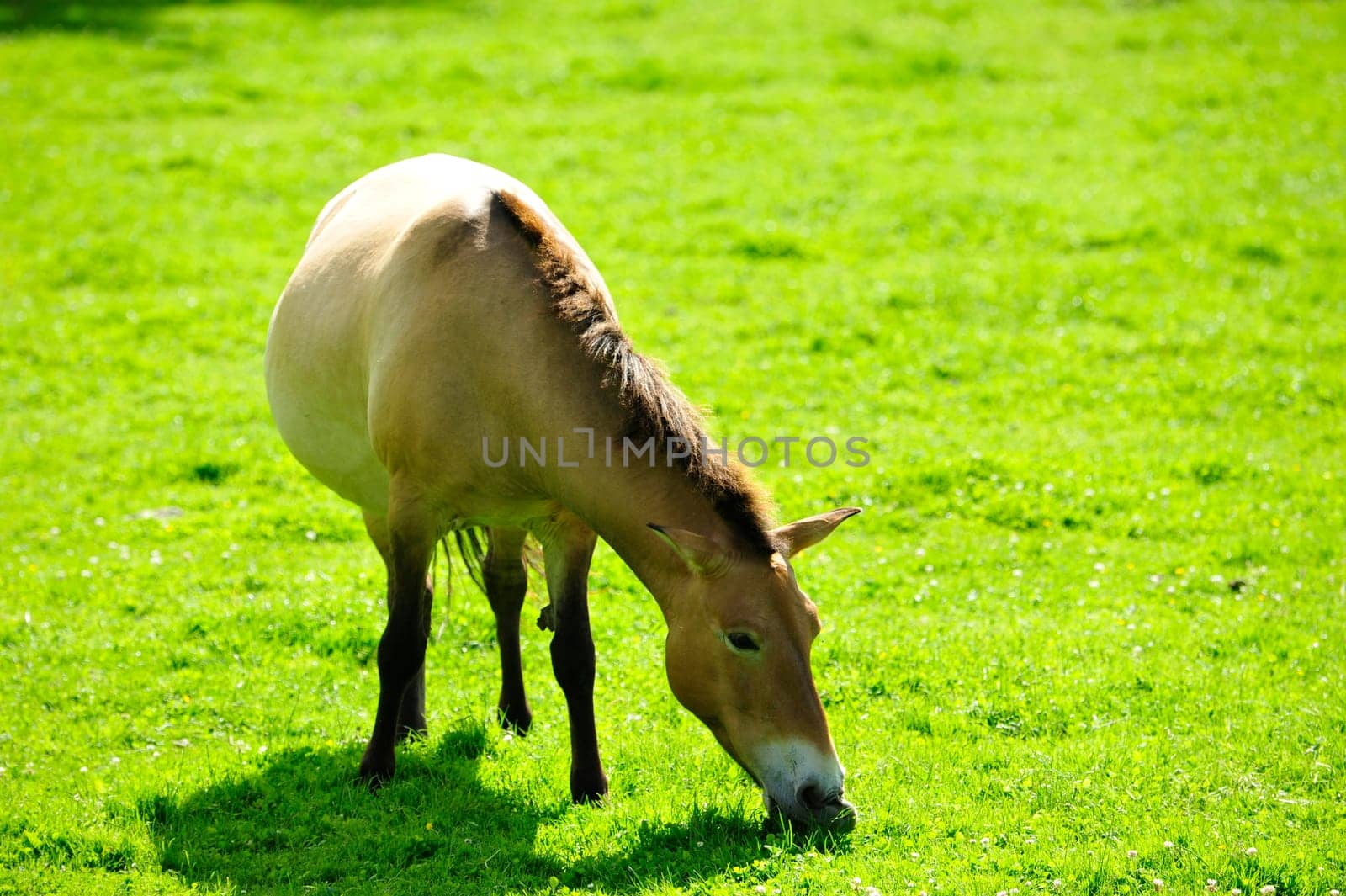 The Przewalski's horse
