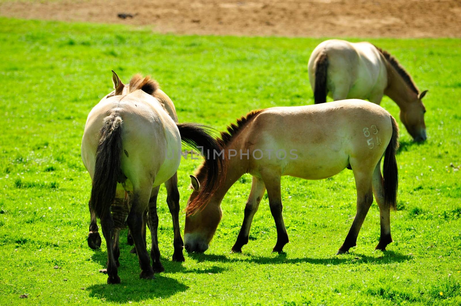 The Przewalski's horse