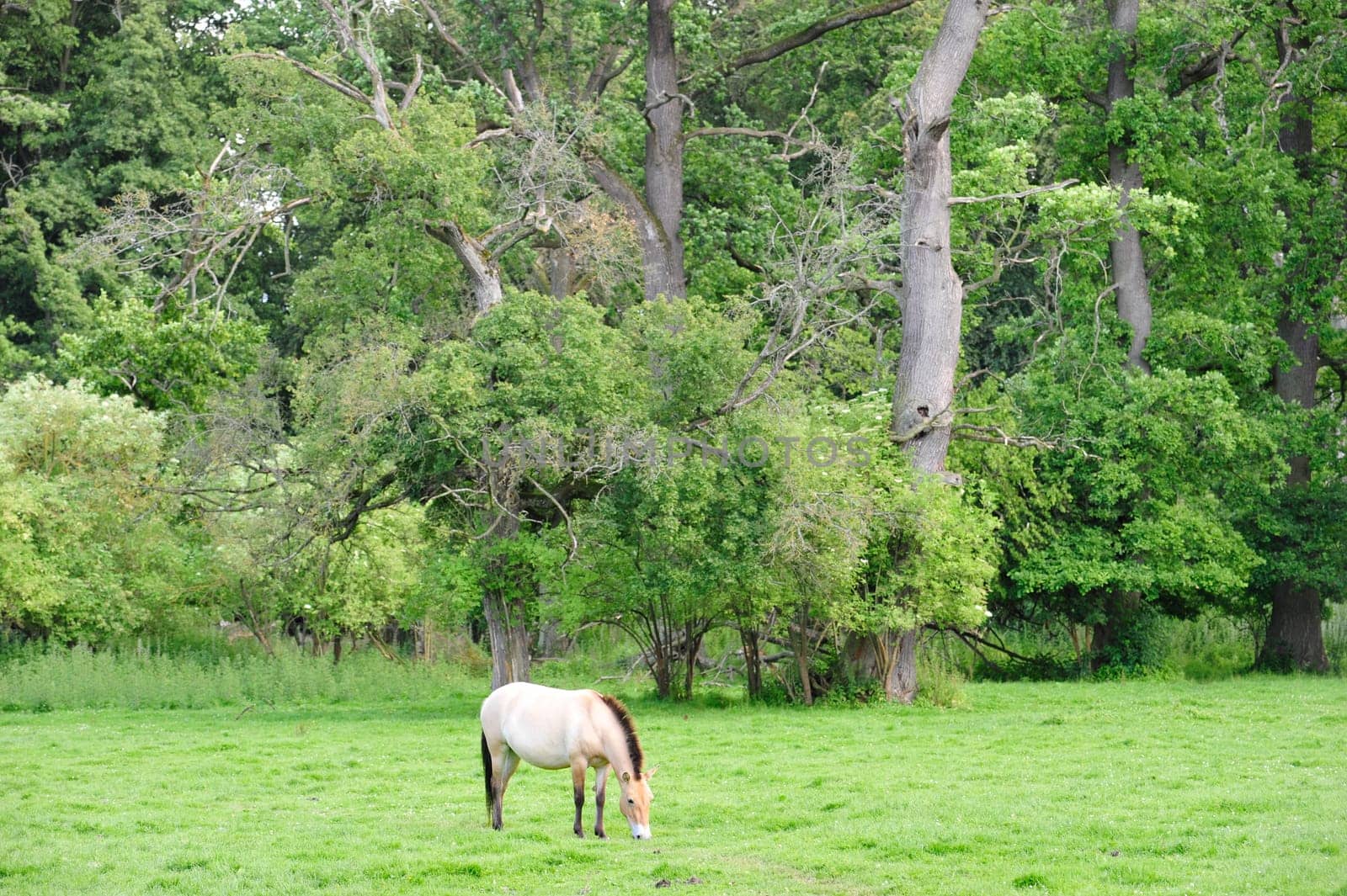 The Przewalski's horse