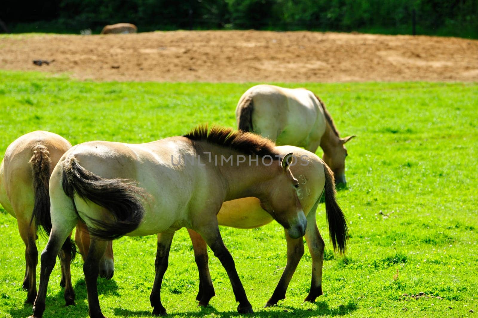 The Przewalski's horse