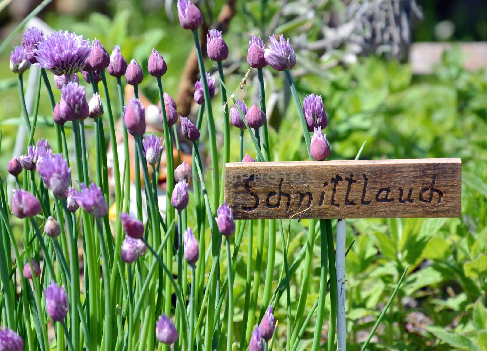 Chives
