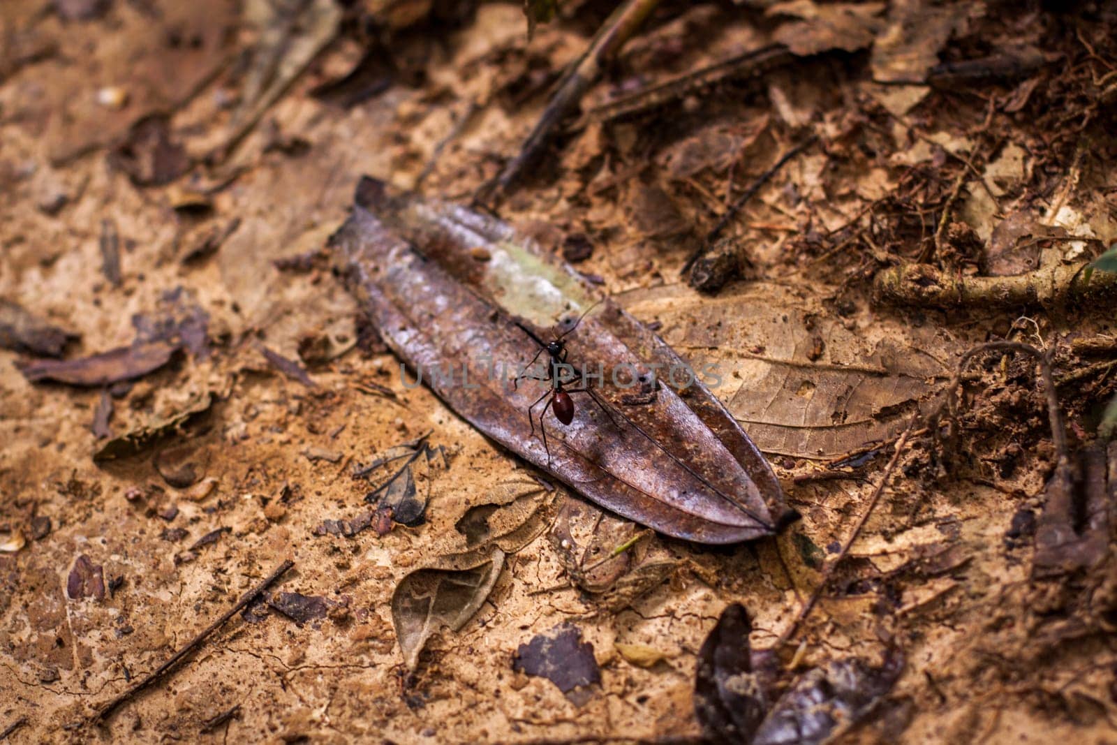 Tree bark with large leaf cutter ant in the rainforest in the tropics outdoors