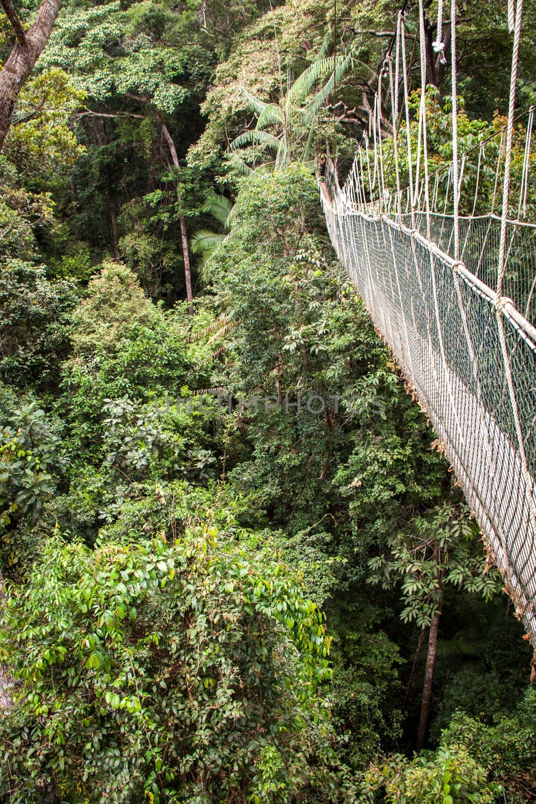 a suspension bridge made of ropes and wood in the rainforest naturally tropical environment
