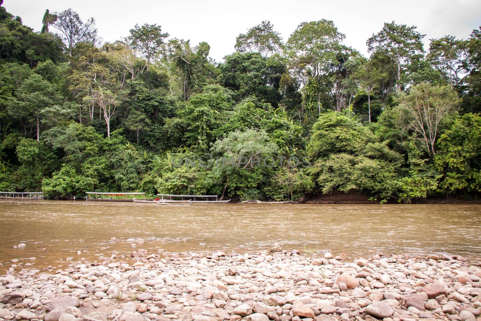 green lush green landscape in the rainforest with river and stony shore