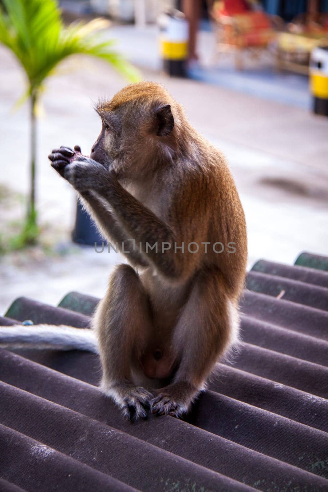 monkey makake primat eats a banana sitting in the forest nature environmental asia travel exotic