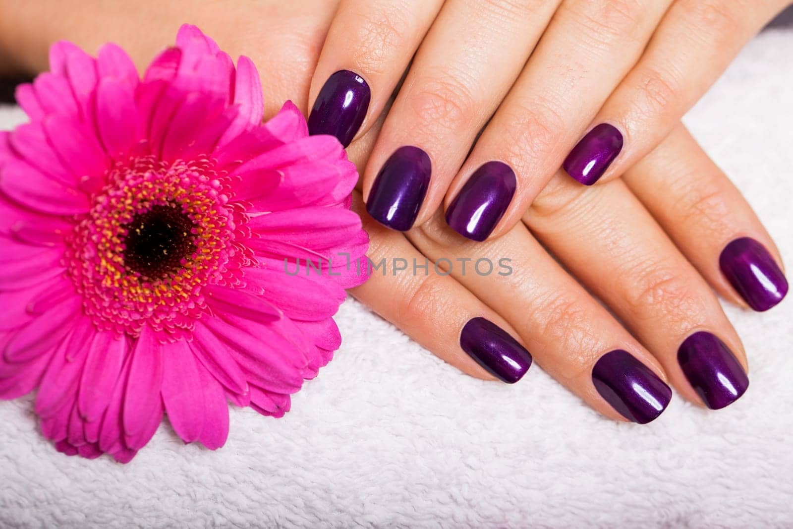 Woman with manicured hands and gerbera flowers in a nail salon on a white towel