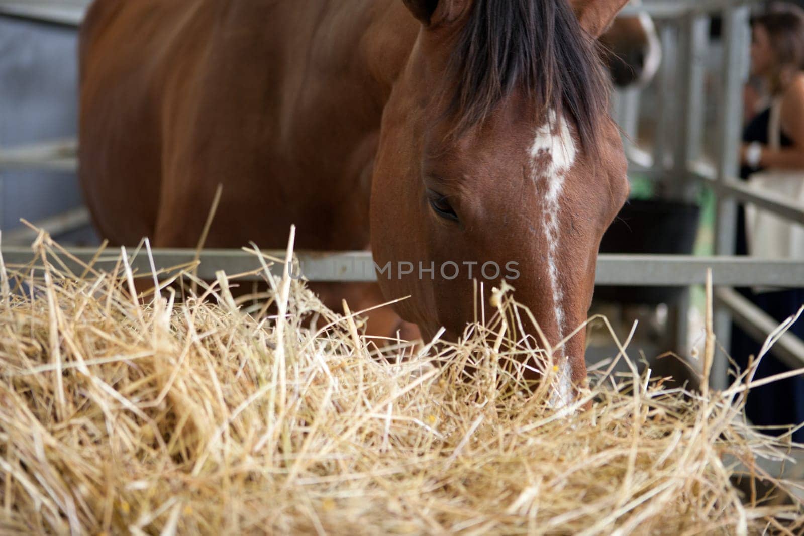 A close up of the mouth of a horse as it eats hay. Low angle shot