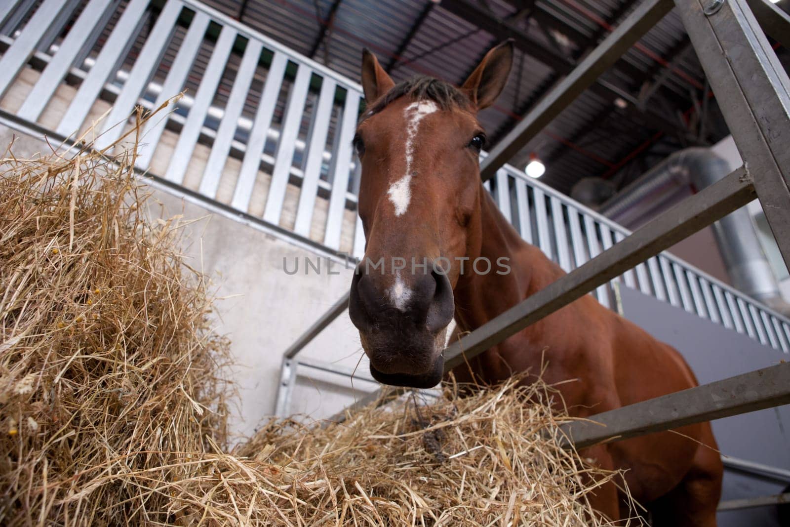 A close up of the mouth of a horse as it eats hay. Low angle shot