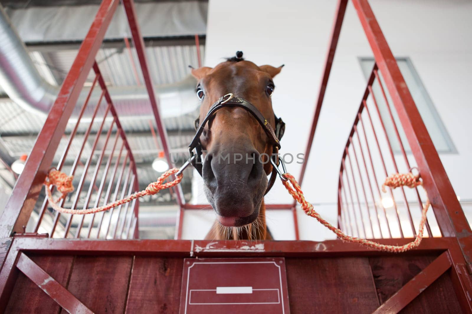 Horse portrait standing in manege box. Low angle shot
