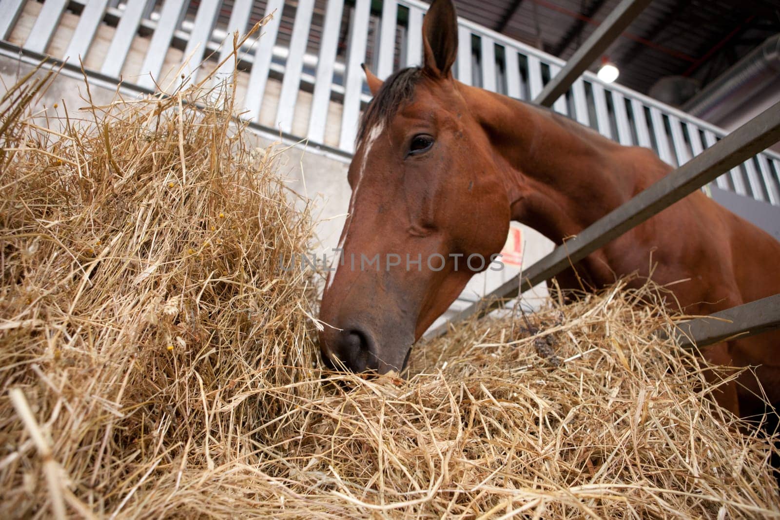 A close up of the mouth of a horse as it eats hay. Low angle shot