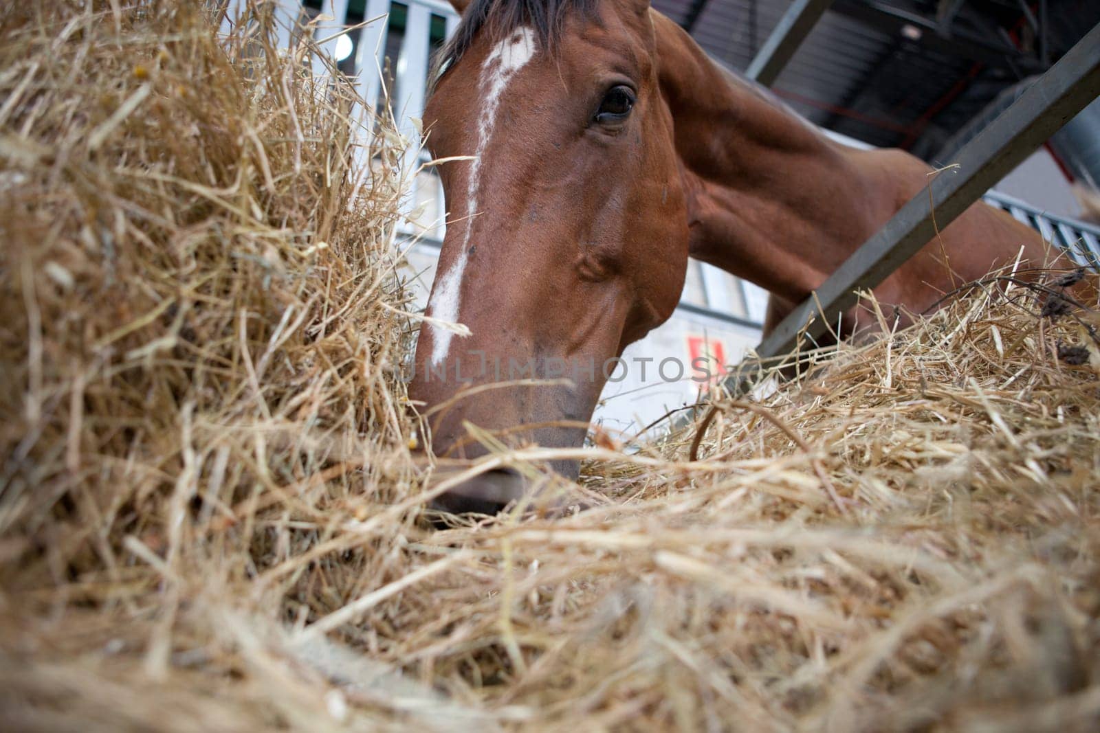 A close up of the mouth of a horse as it eats hay. Low angle shot