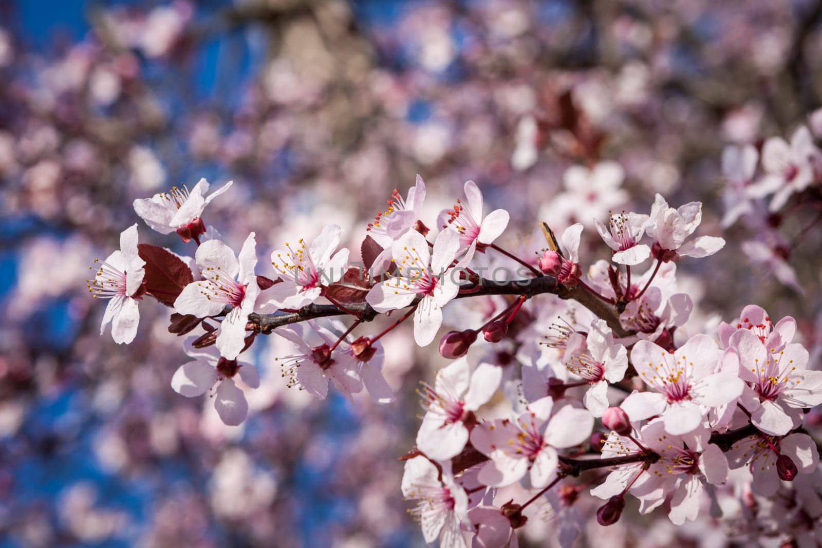 Pink-coloured cherry blossom in front of blue sky on a branch in spring on a fruit meadow