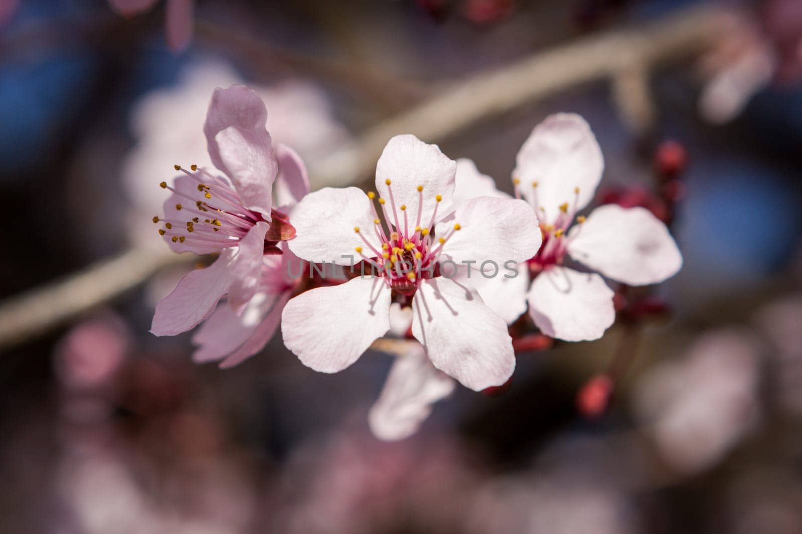 Pink-coloured cherry blossom in front of blue sky on a branch in spring on a fruit meadow