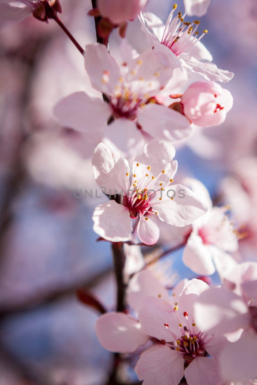 Pink-coloured cherry blossom in front of blue sky on a branch in spring on a fruit meadow