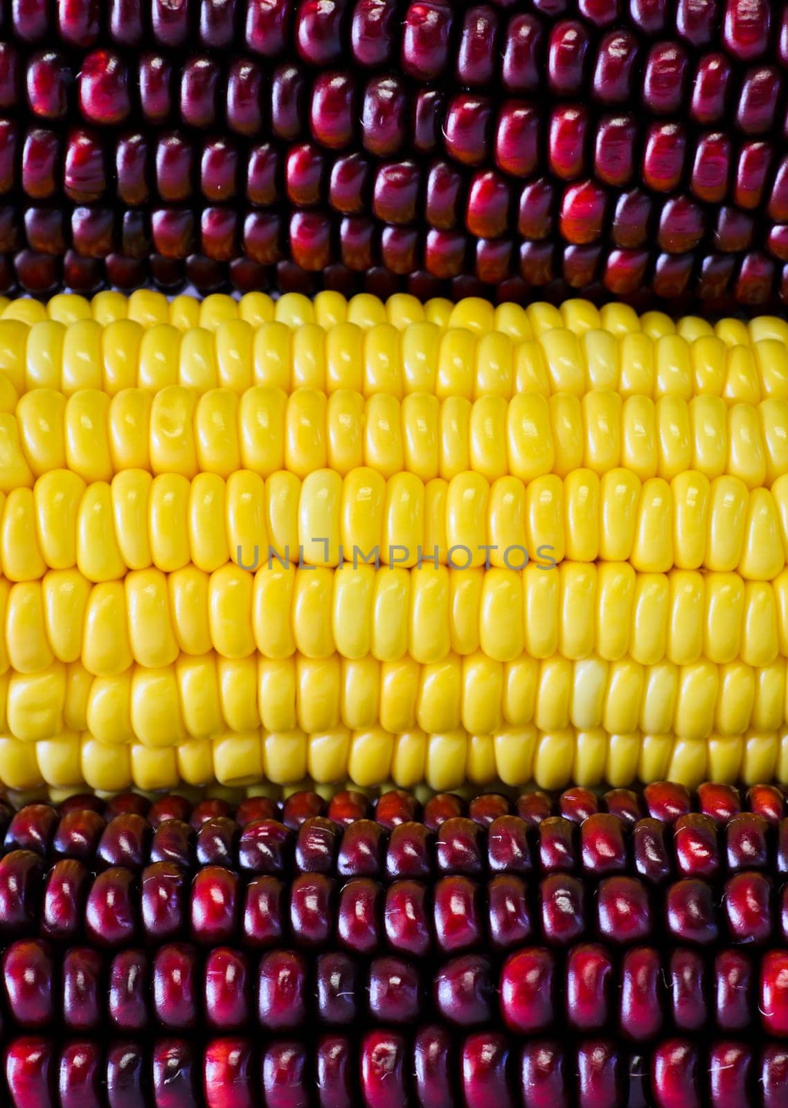 Red and yellow corn