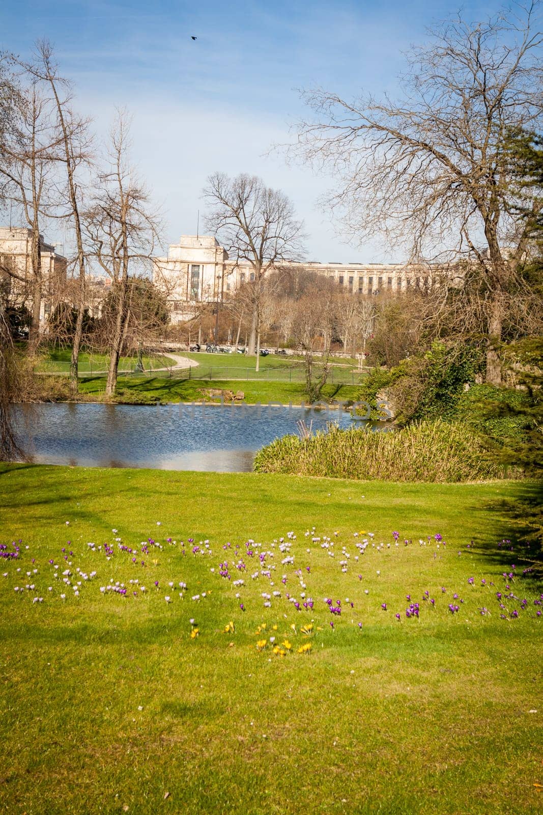 Green park with cypresses,plants and reeds in summer