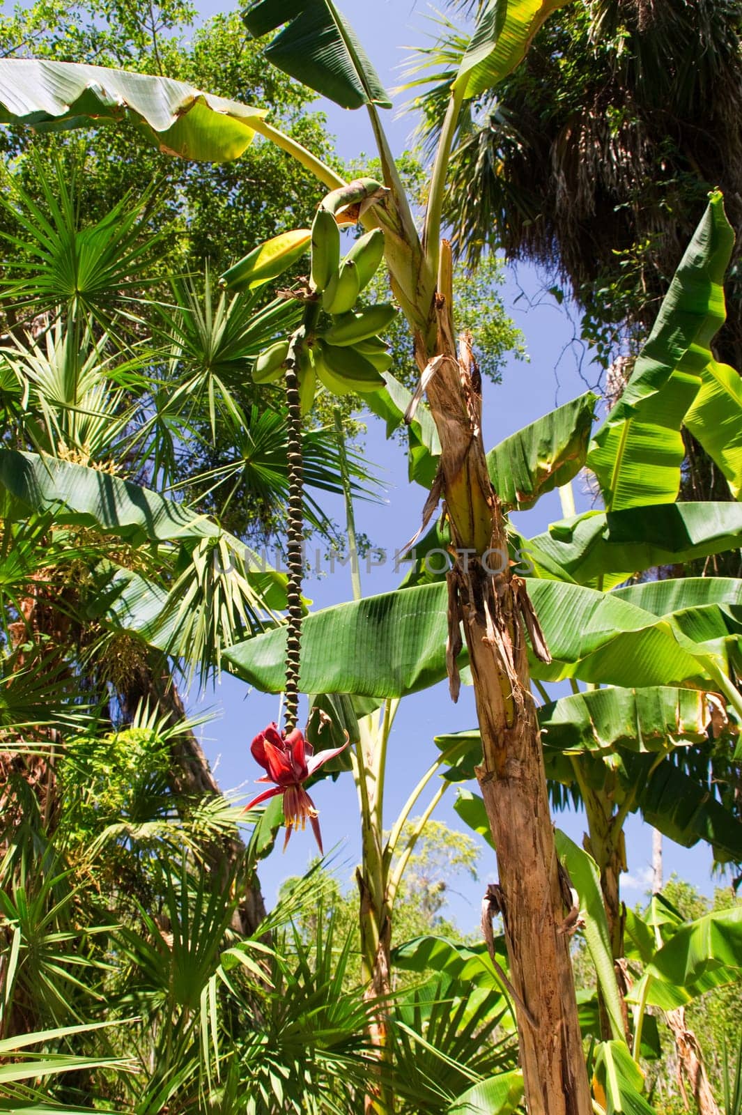banana,banana plant,plant,plant,flower,fruit,fruit,tree,banana,banana,banana,tree,organic,trees,harvest,harvest,green,fruit,plantation,perennial,perennial,Florida