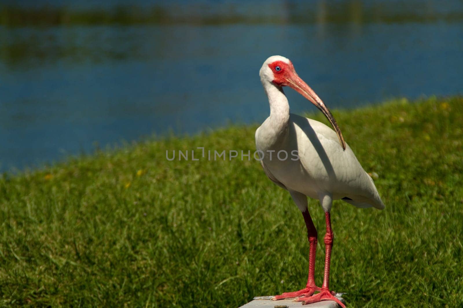 Snow-dwarf,white ibis,bird,shrew,genus,species,pink,pink,red,white,beak,pointed,long,nose,ibisbird,ibis,ibisse,birds,legs,coloring,plumage,stilt legs,beak-base,wetlands,Florida,Everglades
