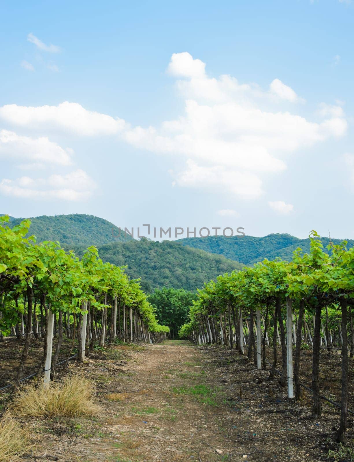 Trail in Vineyard