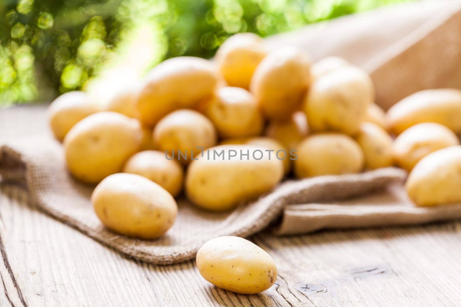 Fresh new potatoes on a jute sack with a green background as a close-up