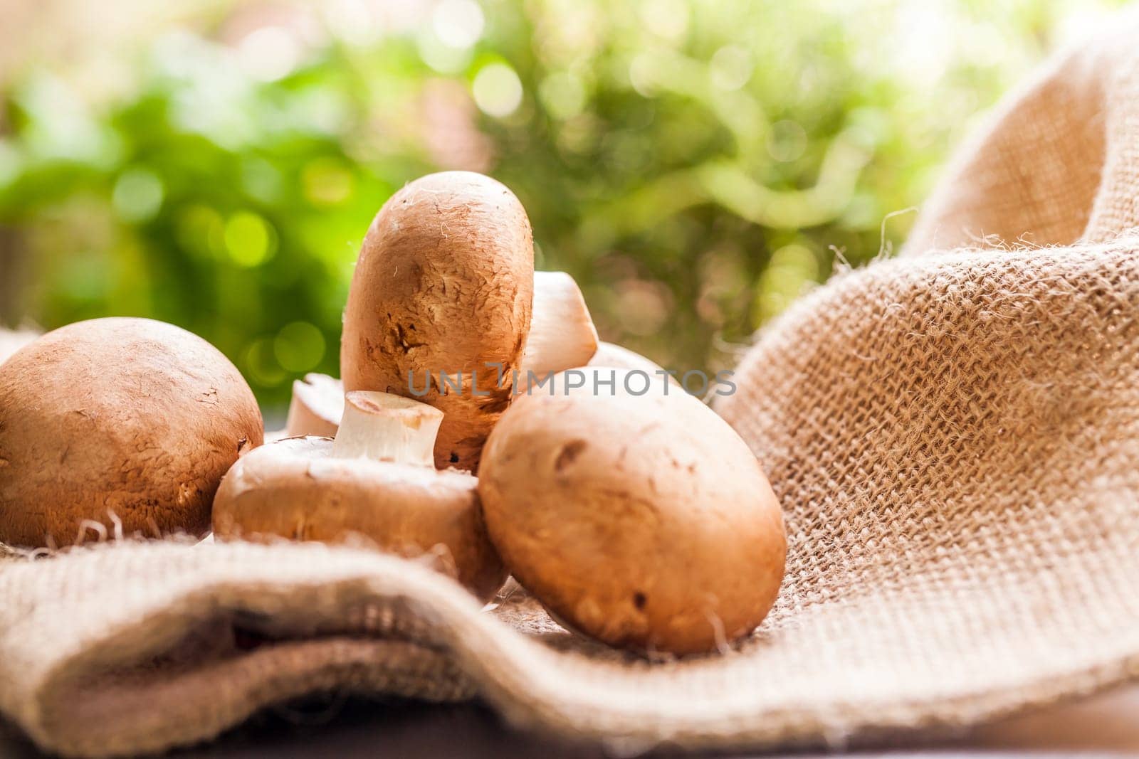 Fresh braund champignons in sunlight on a wooden table in daylight