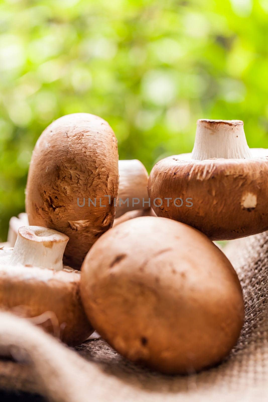 Fresh braund champignons in sunlight on a wooden table in daylight