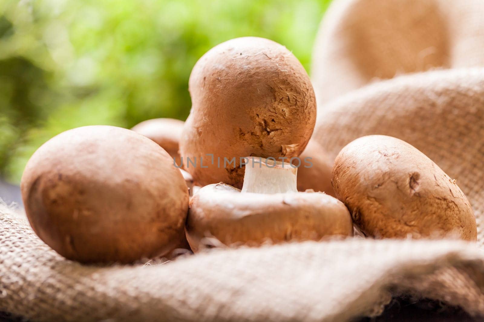 Fresh braund champignons in sunlight on a wooden table in daylight