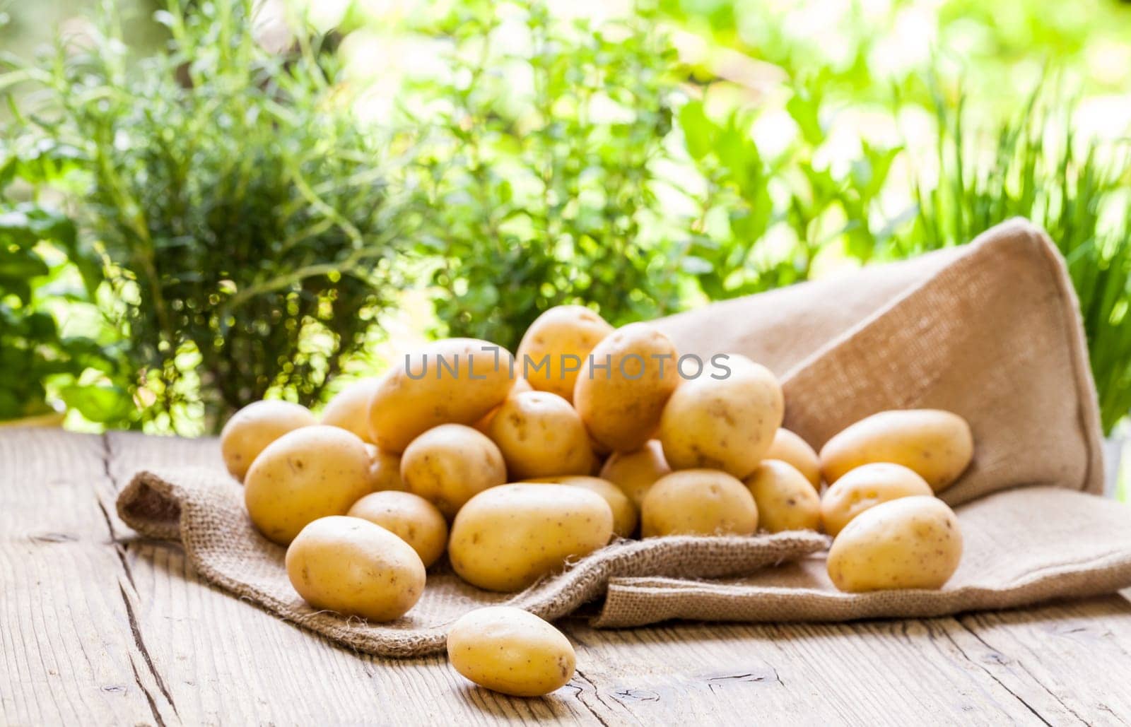 Fresh new potatoes on a jute sack with a green background as a close-up
