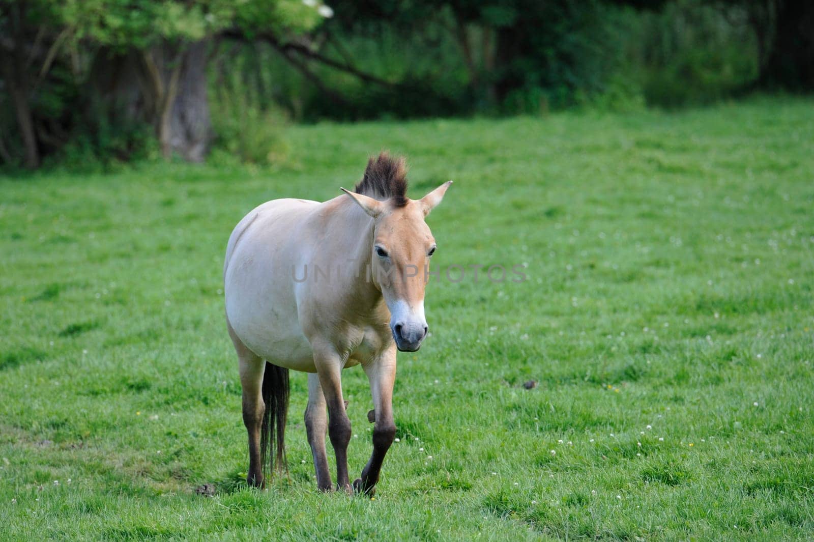 The Przewalski's horse