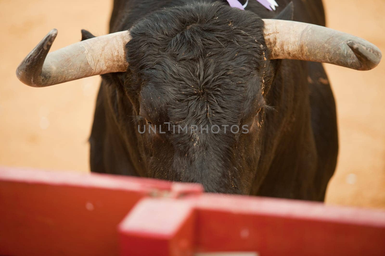 Fighting bull head detail from the bullring barrier. Power and danger concept