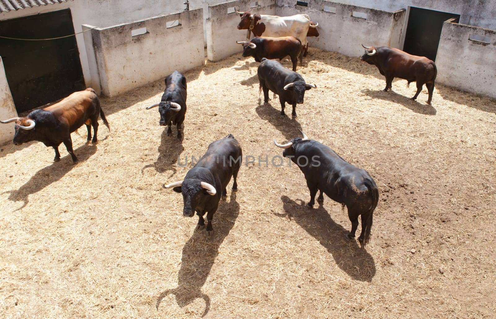 Fighting bulls on the courtyard  before begining the show.  Badajoz bullring, Spain