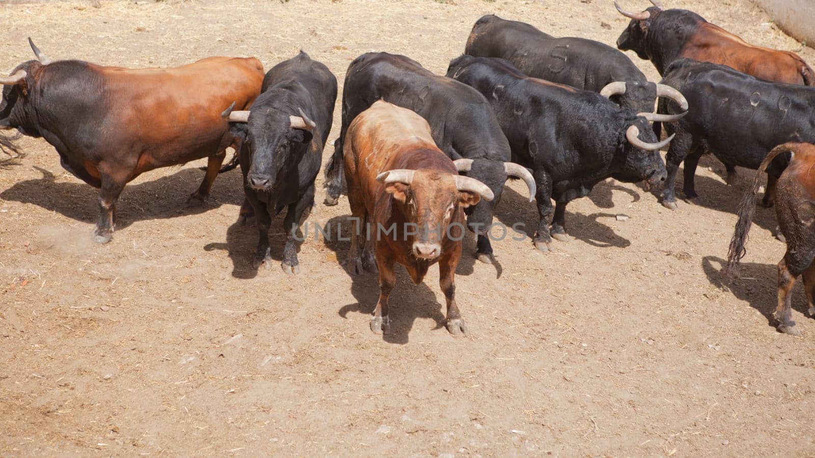 Fighting bulls on the courtyard  before begining the show.  Badajoz bullring, Spain
