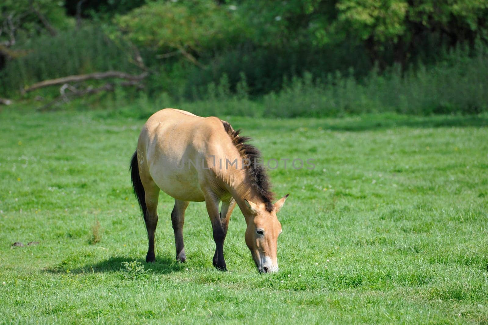 The Przewalski's horse