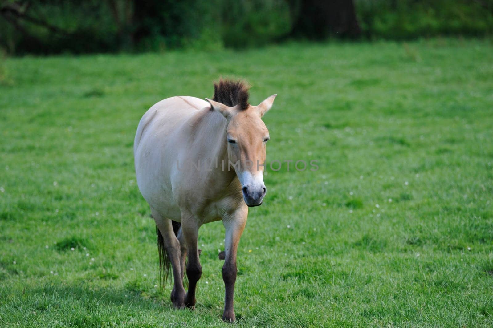 The Przewalski's horse