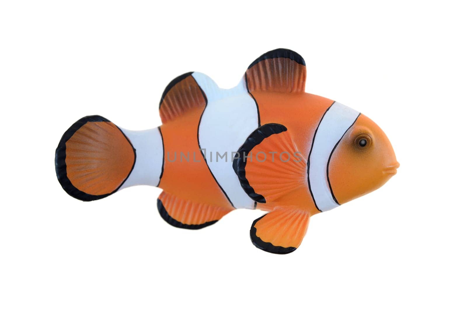 A close up shot of a Clown Fish