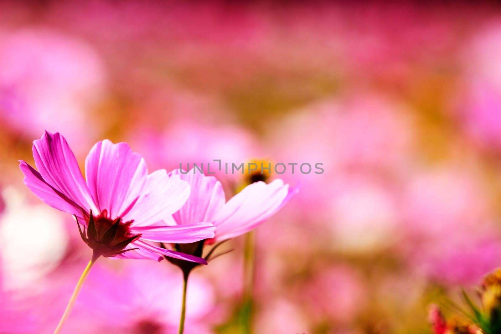 white daisies with nice background
