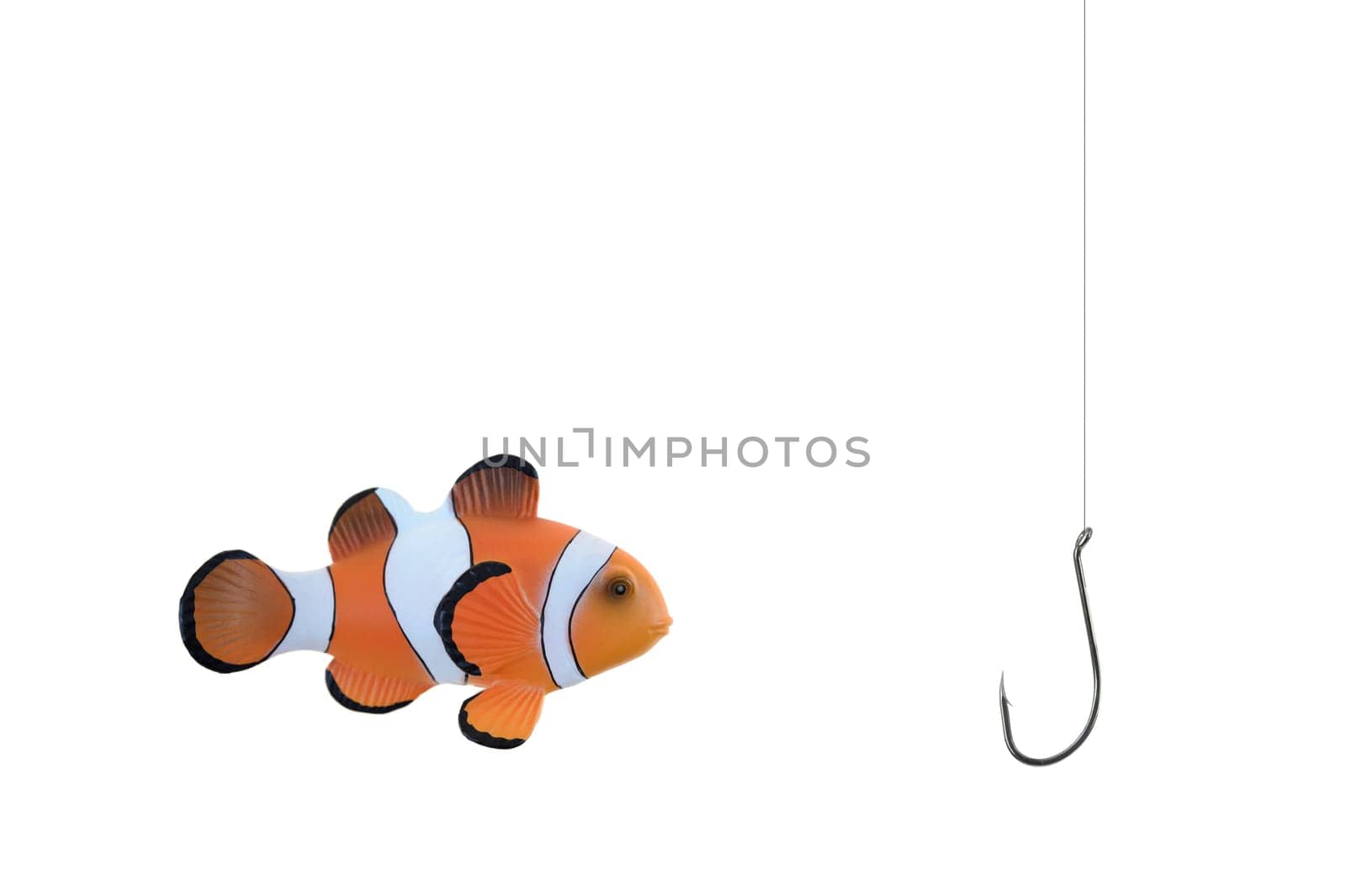 A close up shot of a Clown Fish
