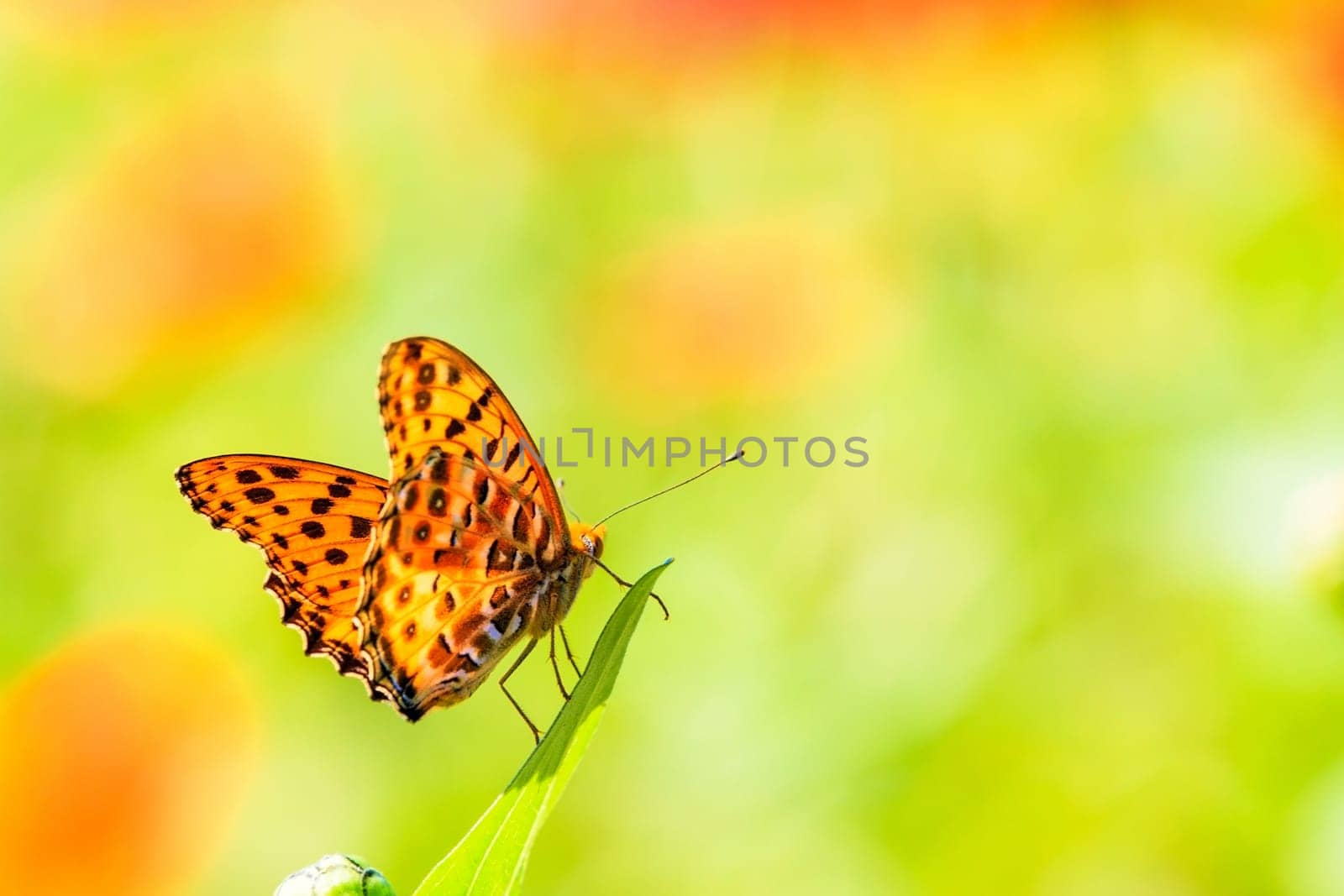 Nature spring daisy flower with butterfly