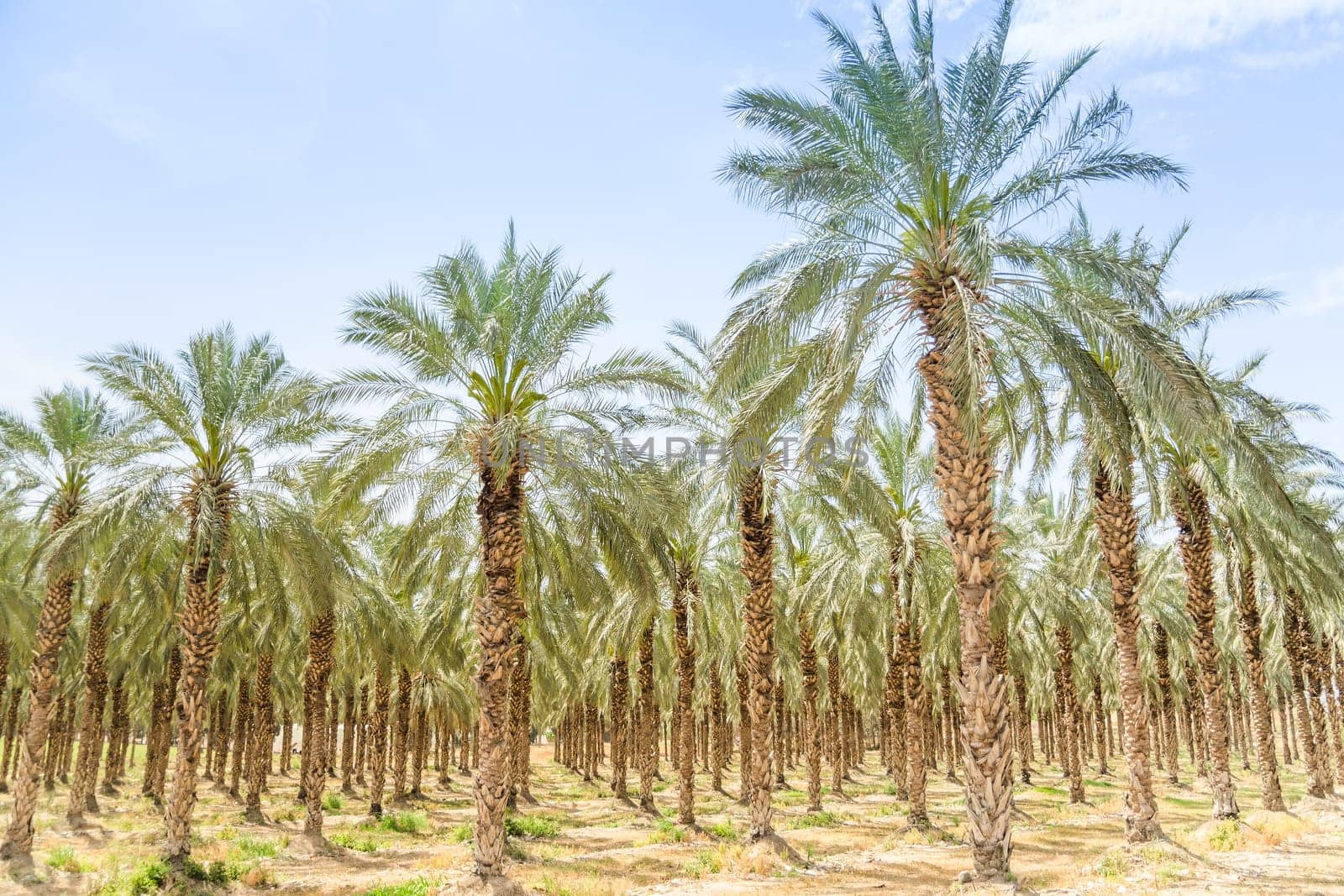 Date figs palms orchard in Middle East desert Israel Galilee Jordan valley