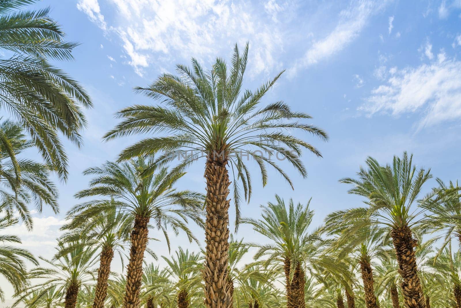 High figs date palm trees in Middle East orchard oasis middle of desert and lush leafage against blue sky