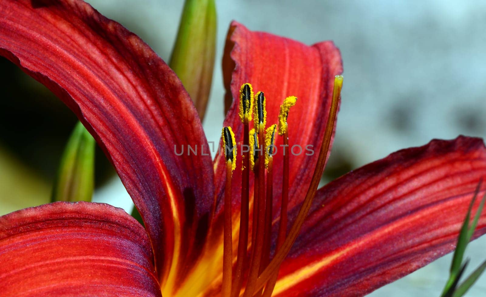 Close-up of a lily blossom