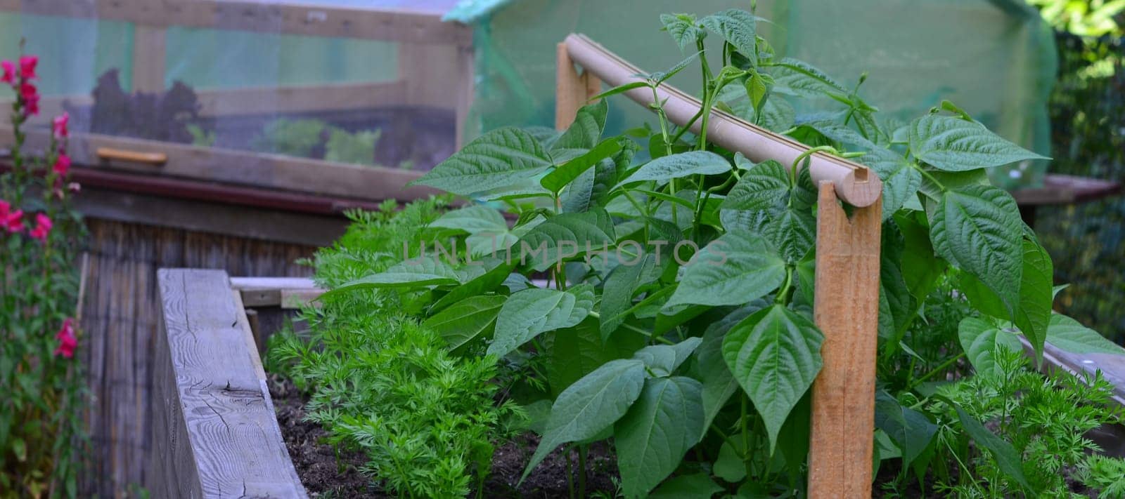 Bush beans and carrots in high beds