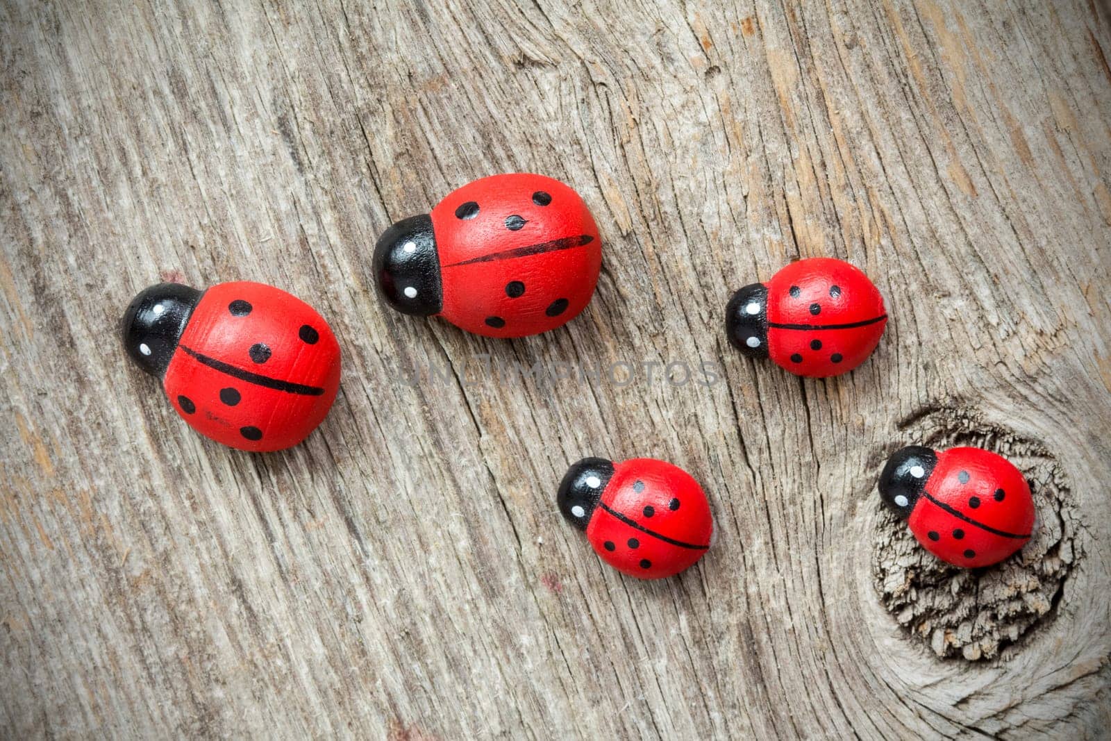 Ladybugs family on the old wooden background