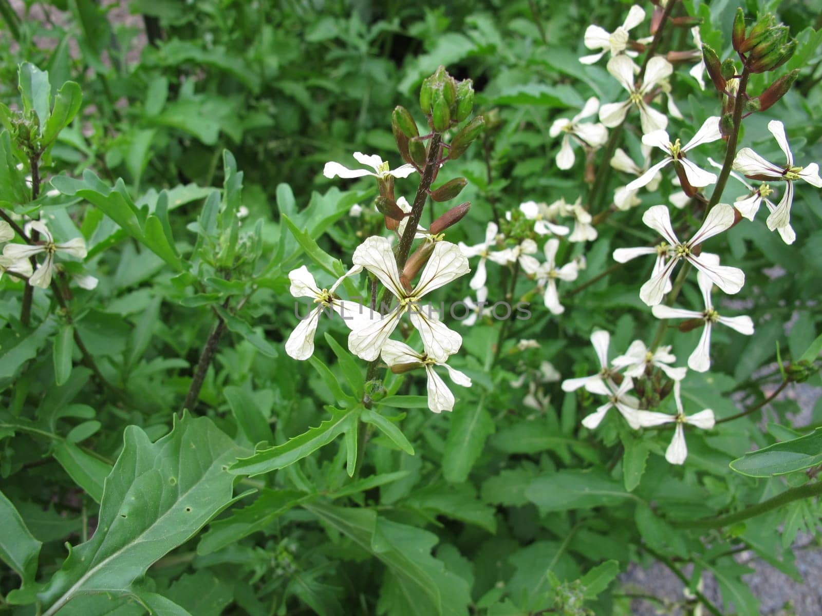 Garden-Senfrauke,eruca sativa