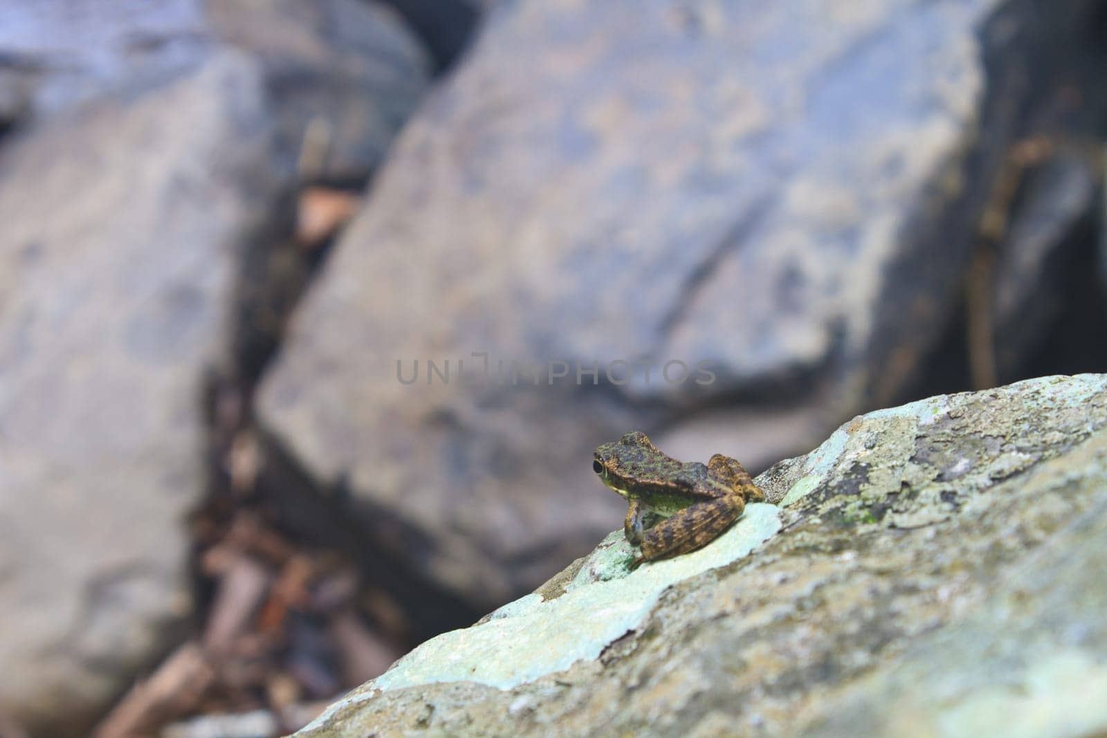Frog on a wet stone at the stream
