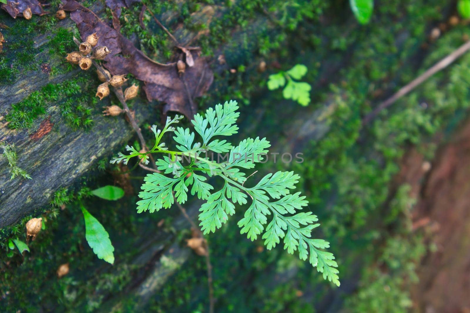 Fern in the forest, Forest Ferns and Fallen Log