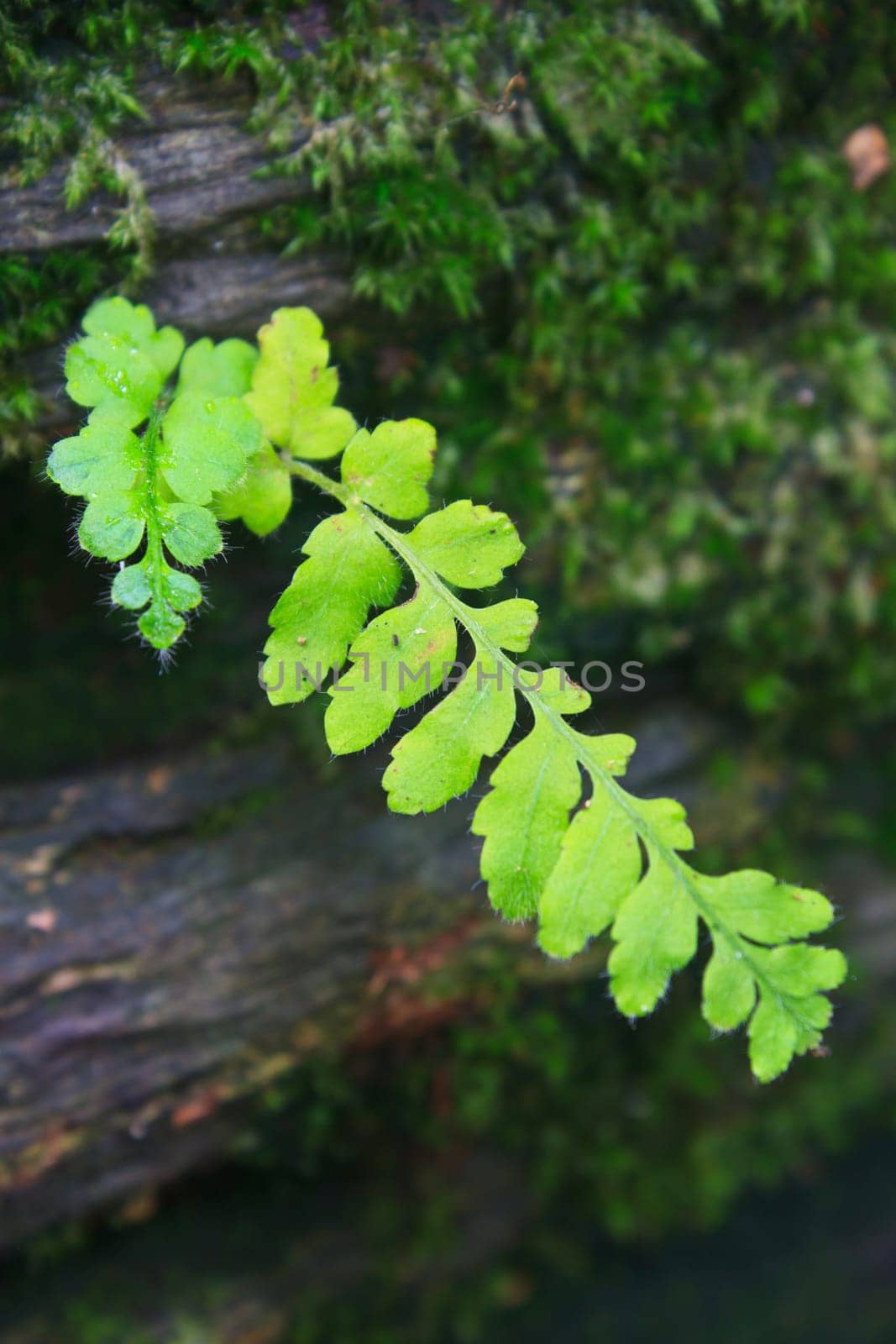 Fern in the forest, Forest Ferns and Fallen Log